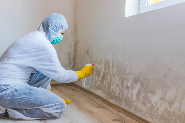 Licensed Mold Remediation service in Baxley, GA - 24 Hour Mold Removal